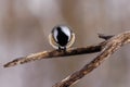 Black-capped chickadee perched on a branch eating a black oiled sunflower seed during winter in Wisconsin. Royalty Free Stock Photo