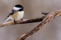 Black-capped chickadee perched on a branch with a black oiled sunflower seed in its beak Royalty Free Stock Photo