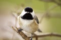 Black Capped Chickadee Perched on branch Royalty Free Stock Photo