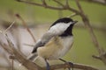 Black Capped Chickadee Perched on branch