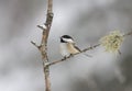 A Black-capped Chickadee perched on branch in winter in Algonquin Park, Canada Royalty Free Stock Photo