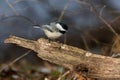 Black-capped Chickadee perched on a stump. Royalty Free Stock Photo