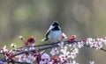 Black-capped Chickadee perched on a flowering plum tree in spring Royalty Free Stock Photo