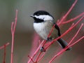 Black-capped Chickadee Perched on Red Branches