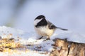 Little chickadee is sitting on a stump with seeds in winter park Royalty Free Stock Photo