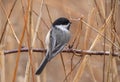 Black capped chickadee is perched on a thorn bush Royalty Free Stock Photo