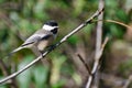 Black-Capped Chickadee Perched in a Tree