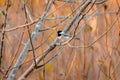 Black Capped Chickadee perched in a tree Royalty Free Stock Photo