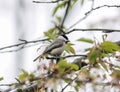 Black Capped Chickadee Perched on Tree Branch Royalty Free Stock Photo