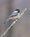 Black-capped Chickadee