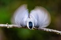 Black-capped chickadee perched on a tree branch flapping its wings. Poecile atricapillus. Royalty Free Stock Photo