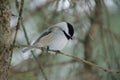 Black-capped Chickadee perched on a tree branch looking down Royalty Free Stock Photo