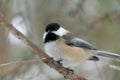 Black-capped Chickadee perched on a tree branch Royalty Free Stock Photo