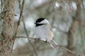 Black-capped Chickadee perched on a tree branch Royalty Free Stock Photo