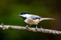 Black-capped chickadee perched on a tree branch. Poecile atricapillus. Royalty Free Stock Photo