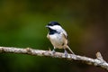 Black-capped chickadee perched on a tree branch. Poecile atricapillus. Royalty Free Stock Photo