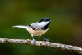 Black-capped chickadee perched on a tree branch. Poecile atricapillus. Royalty Free Stock Photo