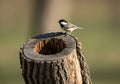 Black-Capped Chickadee Perched on a Tree Stump Royalty Free Stock Photo