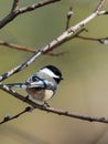 Black capped chickadee perched on a twig. Royalty Free Stock Photo