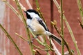 Black capped chickadee perched on twig Royalty Free Stock Photo