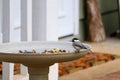 A Black-capped Chickadee perches on bird feeder full of seeds
