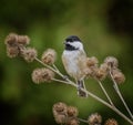 Black-Capped Chickadee