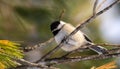 Black-capped Chickadee