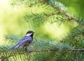 Black-capped Chickadee on Pine Branch Royalty Free Stock Photo