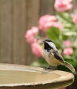 Black-capped Chickadee, Poecile atricapilla Royalty Free Stock Photo