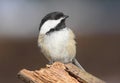 Black-capped Chickadee (poecile atricapilla) Royalty Free Stock Photo