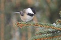 Black-capped Chickadee (poecile atricapilla) Royalty Free Stock Photo