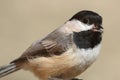 Black-capped Chickadee (poecile atricapilla)