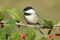 Black-capped Chickadee poecile atricapilla on holly