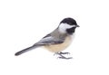 Black-capped Chickadee, Poecile atricapilla, Isolated