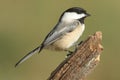 Black-capped Chickadee poecile atricapilla Royalty Free Stock Photo