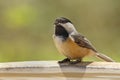 Black-capped Chickadee, Poecile atricapilla