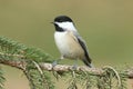 Black-capped Chickadee poecile atricapilla Royalty Free Stock Photo