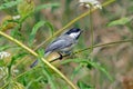 Black-capped Chickadee poecile atricapilla Royalty Free Stock Photo