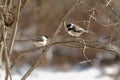 A pair of Black-capped Chickadees Poecile atricapillus