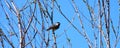 Black-capped Chickadee (Poecile atricapillus) Royalty Free Stock Photo