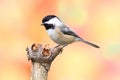 Black-capped Chickadee (Poecile atricapillus) Royalty Free Stock Photo