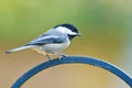 Black-capped Chickadee (Poecile atricapillus). Royalty Free Stock Photo