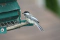 Chickadee, Black Capped Poecile atricapillus Royalty Free Stock Photo