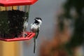 Chickadee, Black Capped Poecile atricapillus Royalty Free Stock Photo