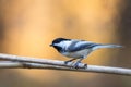 Black-Capped Chickadee closeup perched facing left on golden fall foliage background Royalty Free Stock Photo