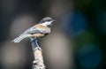 A black capped chickadee ` Poecile atricapillus ` Royalty Free Stock Photo