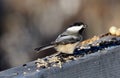 Black Capped Chickadee Or Poecile Atricapillus