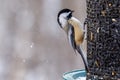 Black-capped chickadee (Poecile atricapillus) feeding on black oiled sunflower seeds Royalty Free Stock Photo