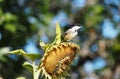 Black Capped Chickadee Or Poecile Atricapillus On Sunflower Royalty Free Stock Photo