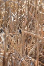 Black-capped chickadee (Poecile atricapillus) hopping between marsh reeds